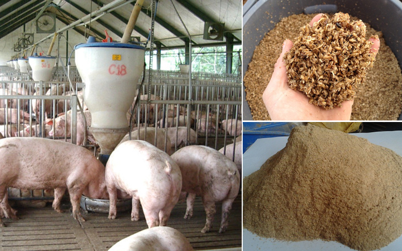 bã hèm là thức ăn cho lợn